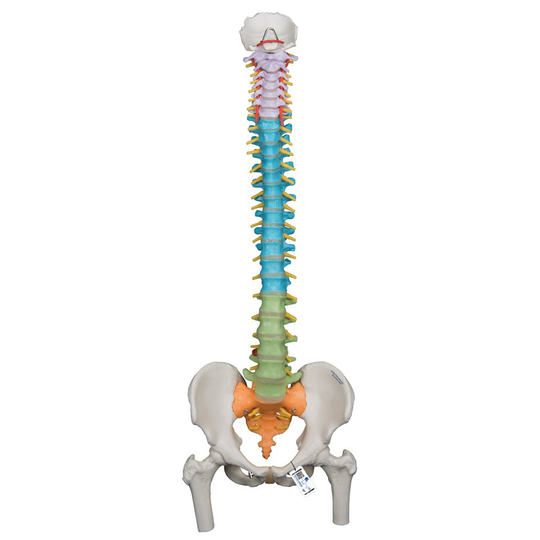 Mänsklig ryggradsmodell - 3B Smart Anatomy